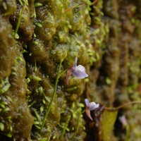 Utricularia graminifolia Vahl